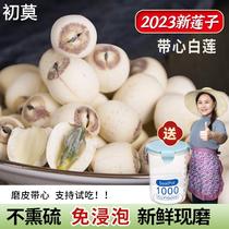 Xiaoyin girl Xiangtans specialty lotus seed double combination cored white lotus and red lotus fragrant and sulfur-free healthy soup and porridge