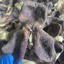 2015 Meijiang Yuanzhi winter big red skin (Bawangzhi ugly skin) high quality is worth collecting