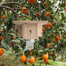Carpenter Bee Traps Wasp Deterring Hornet Trap Wooden Wasps
