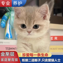 Blue and gold gradient short-legged kittens purebred Manchikang short-legged cats family breeding long-term pets live cats