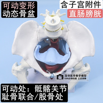 Postnatal repair central pelvis deformation demonstration female pelvis with pelvic floor muscles with lumbar large leg bone movable