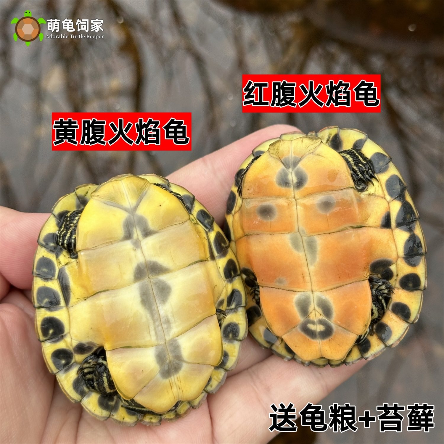 🐢🔥揭秘火焰龟的秘密武器:长寿观赏龟的终极选择🔥🐢-龟/鳖-淘宝好物网