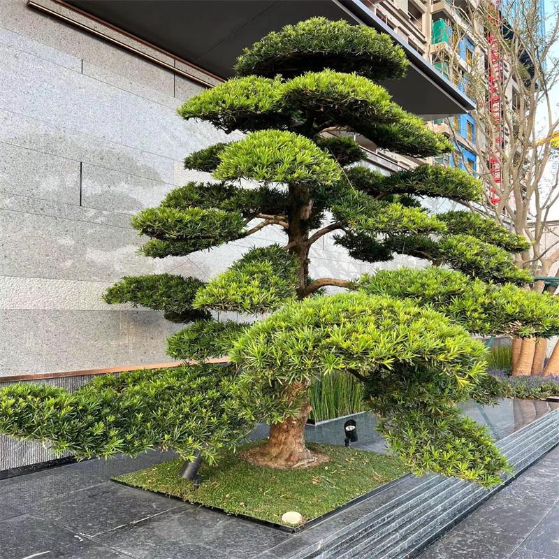 Black Pine Tree with Artistic Styling, Large Imported Bonsai Tree Stump Design, High-End Welcoming Pine for Sales Offices, Villas, and Courtyard Styling Black Pine Tree with Artistic Styling, Large Imported Bonsai Tree Stump Design, High-End Welcoming Pine for Sales Offices, Villas, and Courtyard Styling
