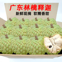 Fresh Ringo Custard Apple 5 jins milk soursop Buddha head Mani fruit 5 jins seasonal fruits whole box of pineapples 9