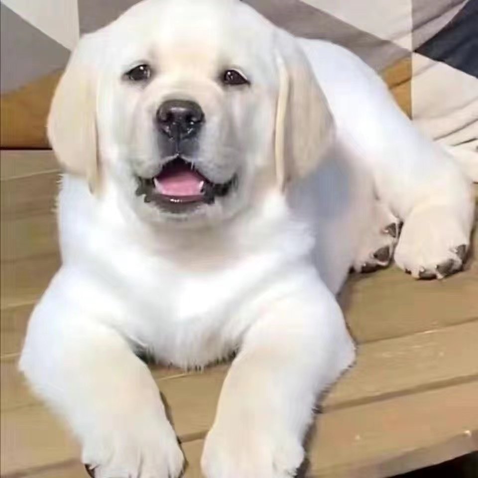 拉布拉多幼犬，黑色or白色？🔥哪一款更让你心动？-狗狗-淘宝好物网, image size:960x960