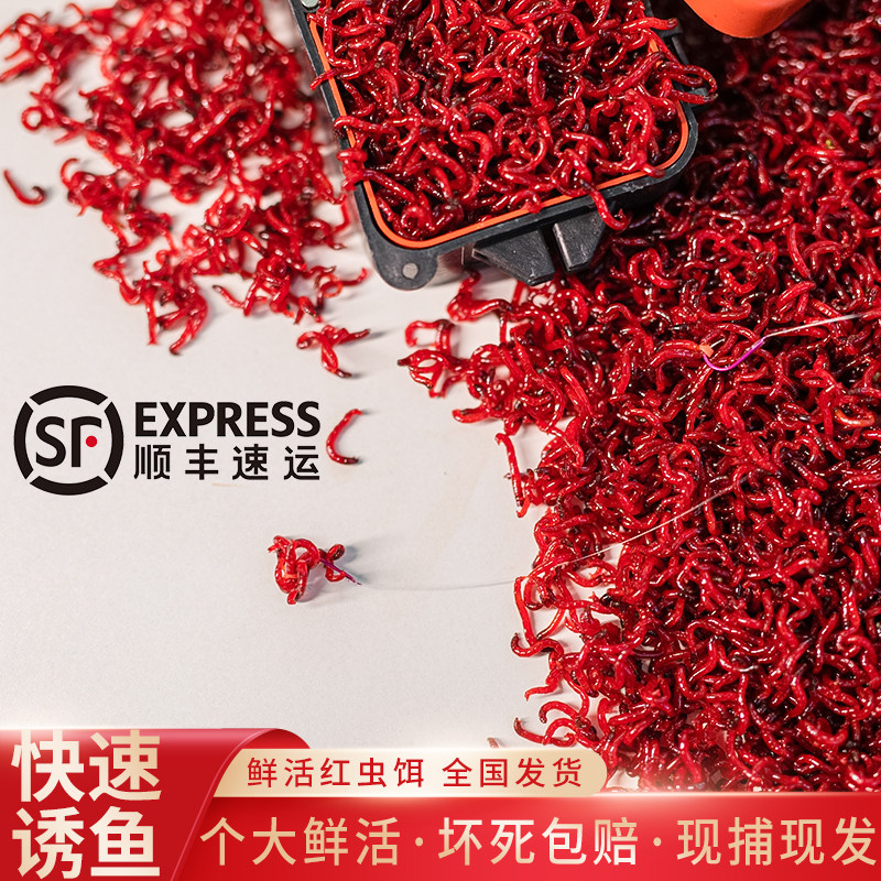 鲜活红虫特大号黑头公虫：钓鱼达人的终极秘密武器！-活饵-淘宝好物网