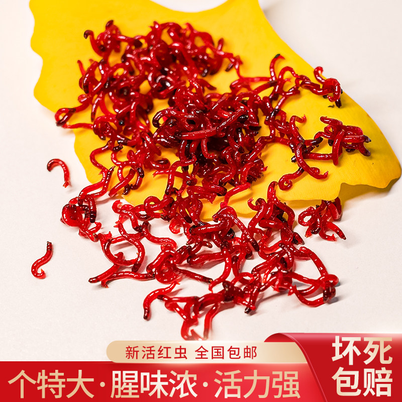 鲜活红虫特大号黑头公虫：钓鱼达人的终极秘密武器！-活饵-淘宝好物网