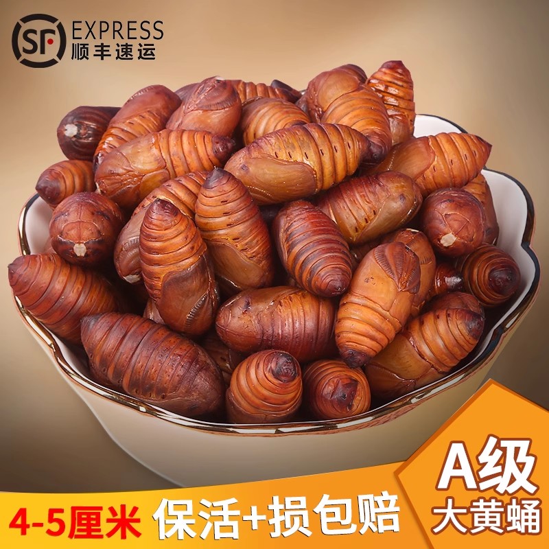 Northeast Teryield A class horse racing cocoon chrysalis rhubarb black tussah silkworm chrysalis fresh living body edible large cicadas 500g-Taobao