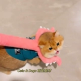 Золотые три шкафа кошки ловцы кошачья игрушка арестованные котенок золотой