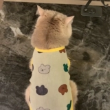 Кошачья одежда золотой слой весенний и осенний потерей потери лета