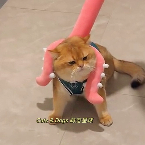 Золотые три шкафа кошки ловцы кошачья игрушка арестованные котенок золотой