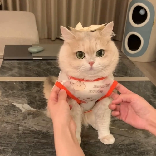 Кошачья одежда золотой слой весенний и осенний потерей потери лета