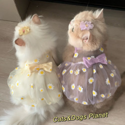 Cat and Dog Mesh Dress, Breathable and Cool, Anti-Shedding Bubble Princess Dress, Golden Gradient Bichon Frise Ragdoll Dog and Cat