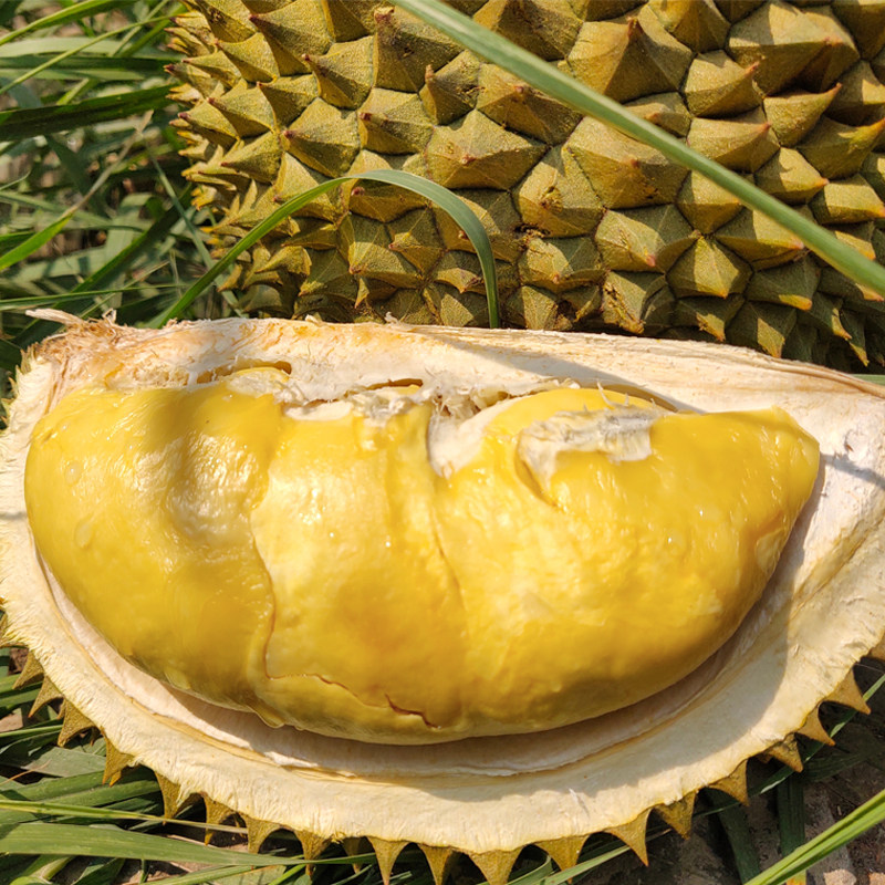 金枕榴莲：来自热带的香甜盛宴