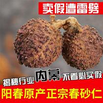 (Export Grade) Yangchun Chunchun Sand Benevolent Sand Benevolent production Sharen wild Yangchun Spring sand Guangdong sand Ren Soup Soak water