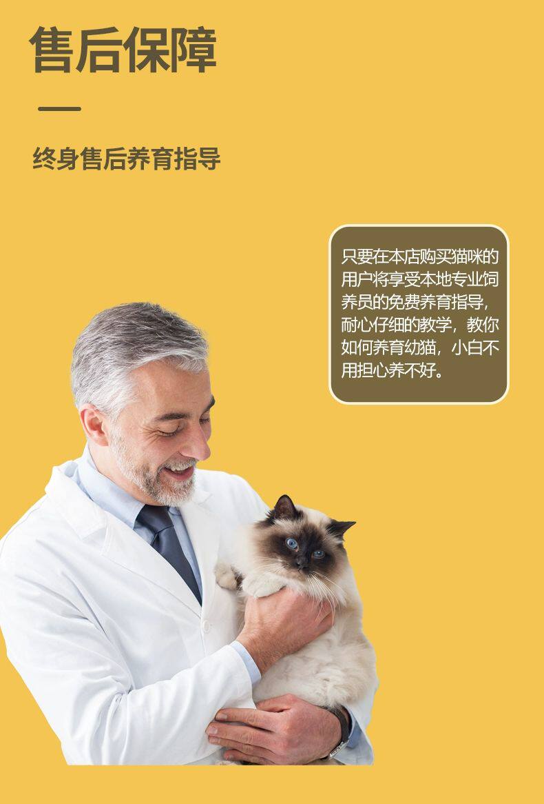 ПЭТ Элизабет 香港发货英短银渐层幼猫纯种宠物猫咪活体银点纯白矮脚猫曼基康猫