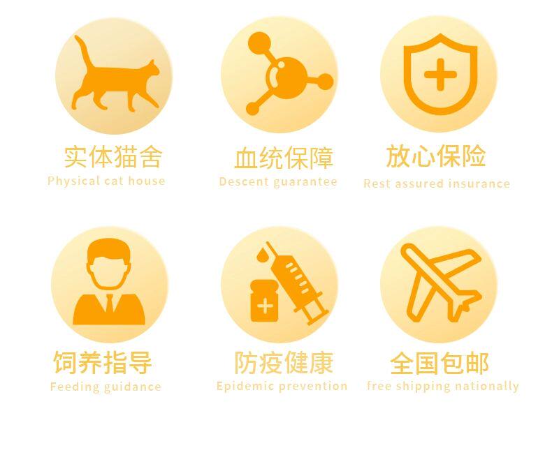 ПЭТ Элизабет 香港发货英短银渐层幼猫纯种宠物猫咪活体银点纯白矮脚猫曼基康猫