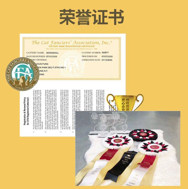 ПЭТ Элизабет 香港发货英短银渐层幼猫纯种宠物猫咪活体银点纯白矮脚猫曼基康猫