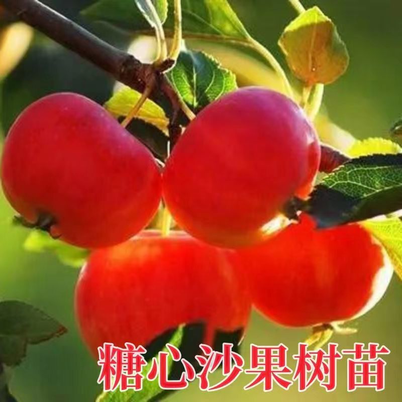 如何选择适合南北方种植的耐寒果树?-果树-淘宝百科网