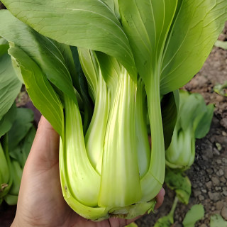 Chinese cabbage dwarf shanghai green seeds