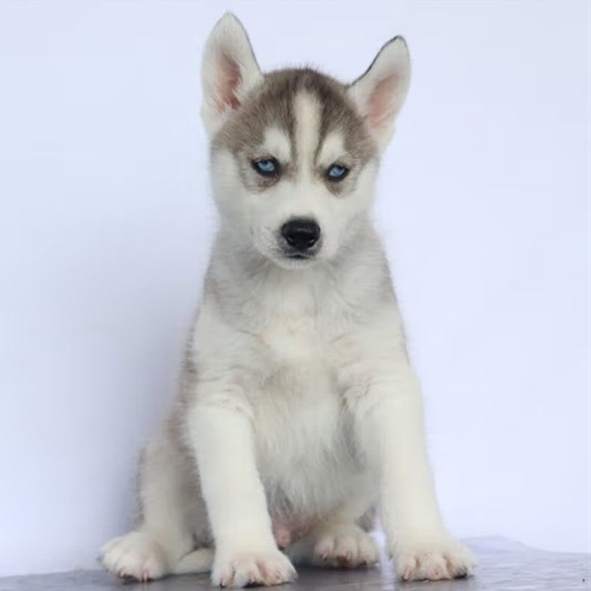 香港发货哈士奇幼犬，你的冰雪精灵伙伴？-宠物背包-淘宝好物网, image size:1200x1200