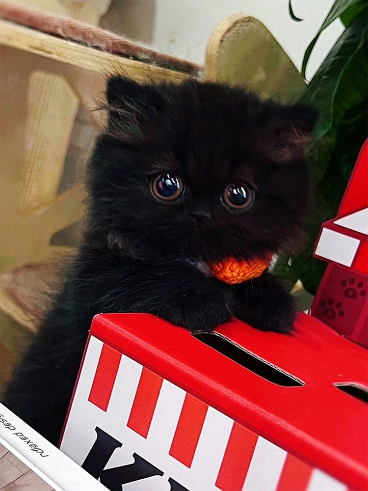 🐾纯种矮脚英短招财黑猫幼崽-Manx短毛玄猫，萌翻你的冬日生活！✨-宠物