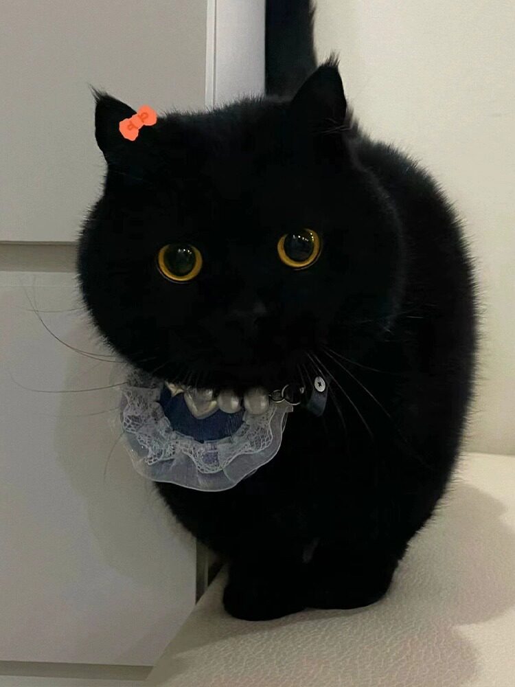 🐾纯种矮脚英短招财黑猫幼崽-Manx短毛玄猫，萌翻你的冬日生活！✨-宠物