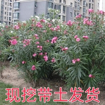 Clip Bamboo Peach Sapling South North Planting Courtyard Potted Ground Planting Green Seedlings Fence Partition Green Plant Willow Leaf Peach