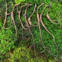 (Exclusive for live broadcast) One thing one shot one shot no sending