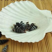 Flower dragon thorn black striped small cone snail Home floor decoration Conch shell material can be customized for shell painting