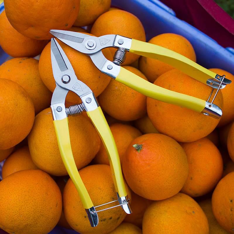 Stainless steel big number pick fruit scissors grapes cut citrus fruits cut straight head picking fruit branches cut-Taobao