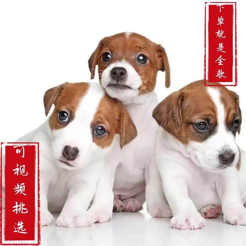 杰克罗素梗犬:太仓猎犬界的活力小旋风,你值得拥有!-狗狗-淘宝好物网