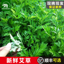 Mugwort Fresh Edible Qingming Grass Mugwort Seasonal Vegetables Raw Mugwort Leaves Mugwort Rice Cake Green Rice Ball Freshly Picked Tender Mugwort Leaves