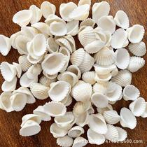 Come Natural White Shells Snow Clams Deep Sea Small Shells White Coconut Bay Lions Bay Fish Tank Building Decoration Custom