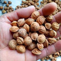 Bracelet hand-held material natural wild Qinling peach core Hand-held bracelet carving material loose raw material Wenwan peach