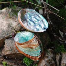 Wrinkled Abalone Abalone Shell Natural Conch Shell Fish Tank Landscaping Factory Direct Sales DIY Handmade Materials Painting Customization