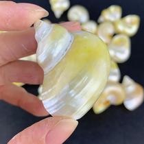 Natural conch luminous yellow snail silver yellow snail hermit crab replacement shell hermit crab replacement shell foreign trade luminous conch