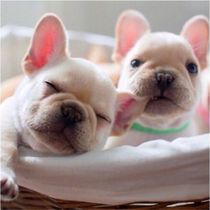 Farou Puppies Pure Breed French Bulldog Puppies Blue Bull Fou Cream Bulldog Bulldog Short Fur Small Dog Pet Dogs