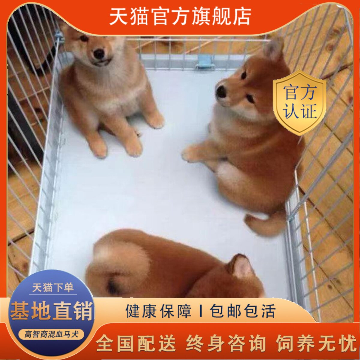 25年必买柴犬幼犬！真狗版赤色网红犬种测评，小学生也能养的萌宠-狗狗-淘宝好物网