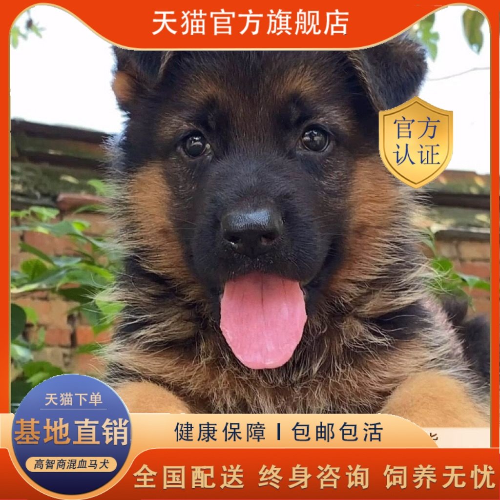 德国牧羊犬：顶级警犬的品质与魅力-狗狗-淘宝好物网, image size:1024x1024