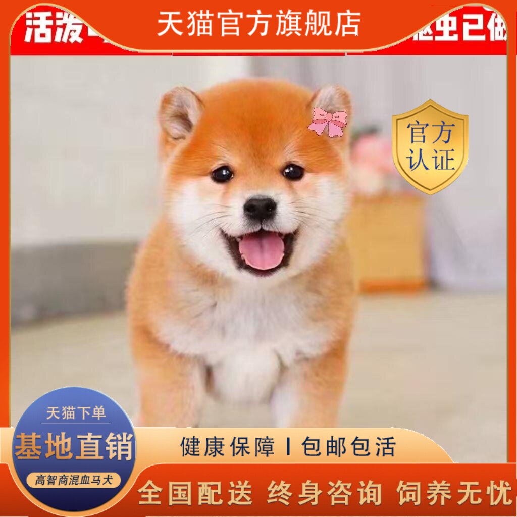 25年必买柴犬幼犬！真狗版赤色网红犬种测评，小学生也能养的萌宠-狗狗-淘宝好物网