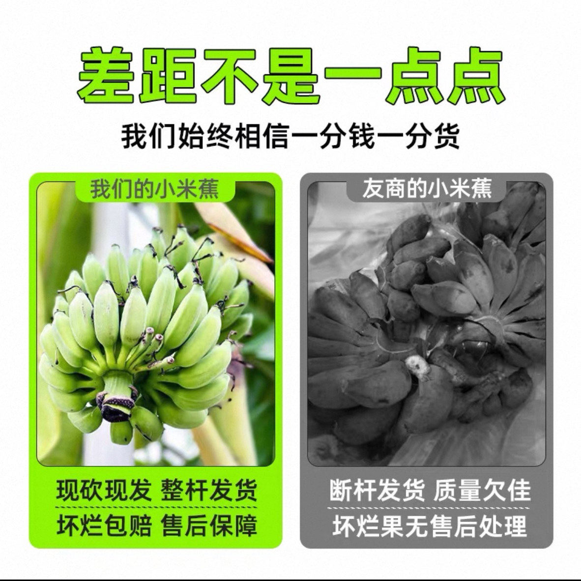 网红禁止焦绿系列香蕉怎么挑选?适合办公室养吗?-香蕉-淘宝百科网