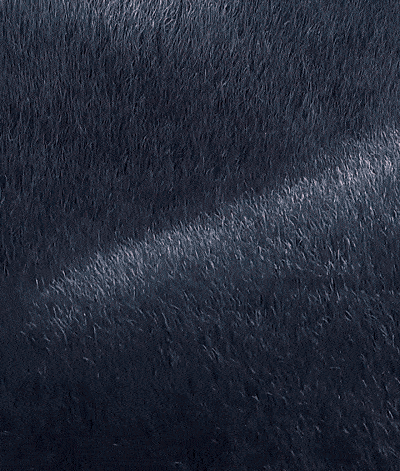 013.gif