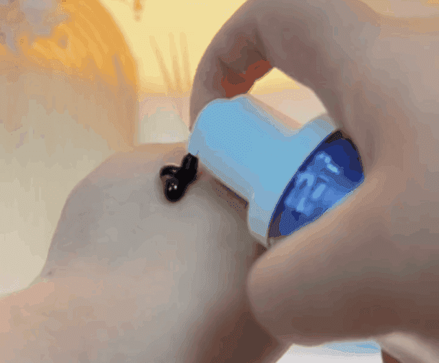 017.gif