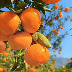 20260714_151348_078.gif