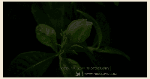 08.gif