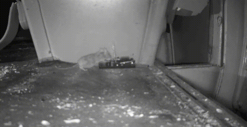 17.gif