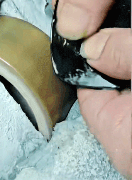 21.gif