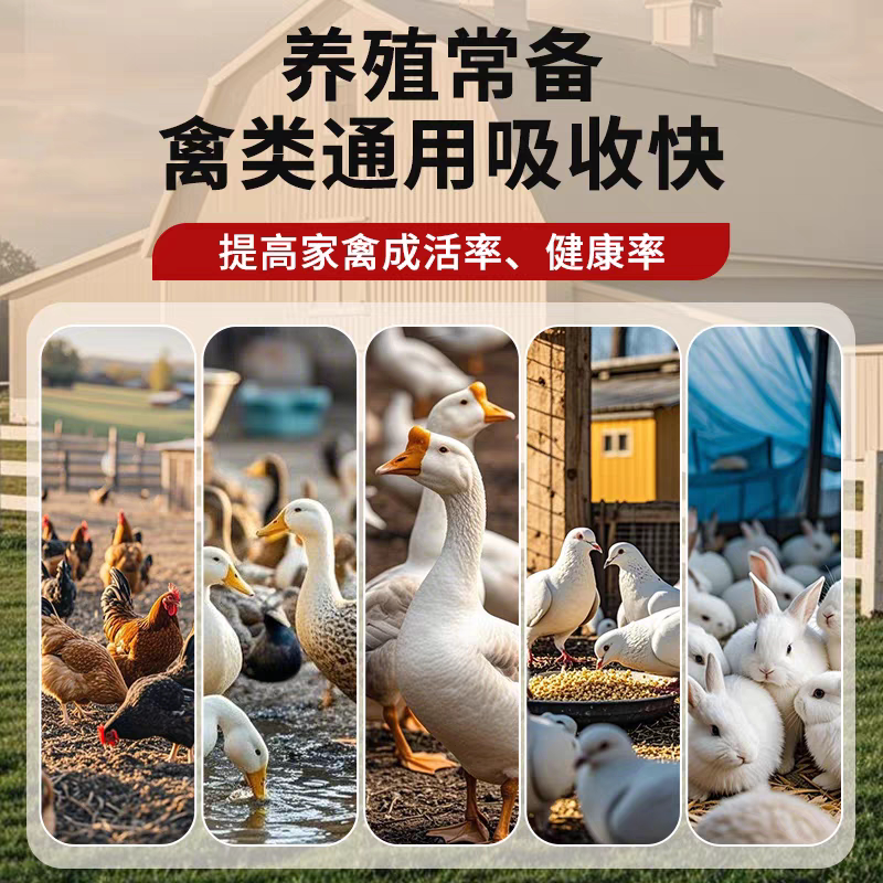 冬天养禽必备!鸽子恒温加热器真香预警!防冻+保温+自动喂水全搞定🔥-鸟禽喂食器-淘宝百科网