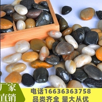 Henan rain pebble rudimentary stone natural pebble multi-carnivorous fish tank decorated flower pot potted small stone
